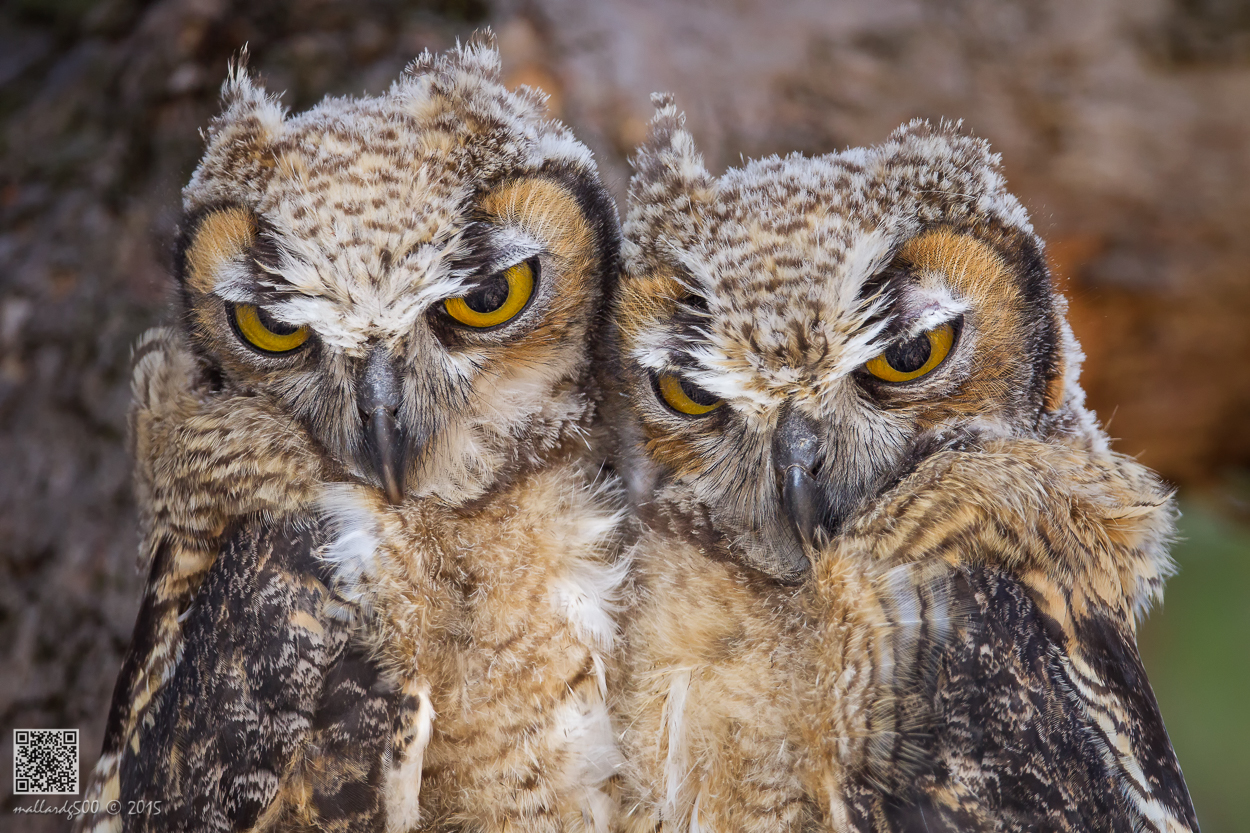 Capturing Beautiful Photos of Owls at CHRP