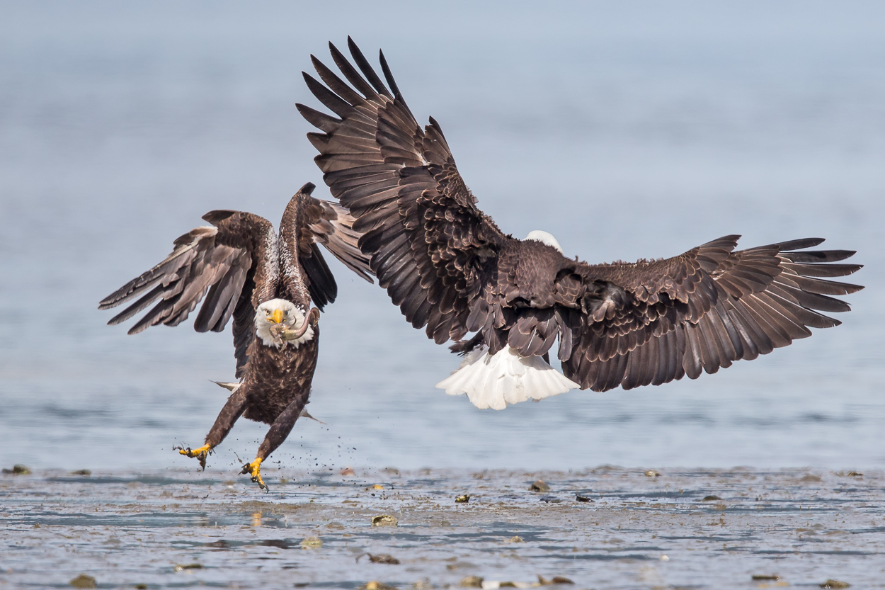 Bald Eagle