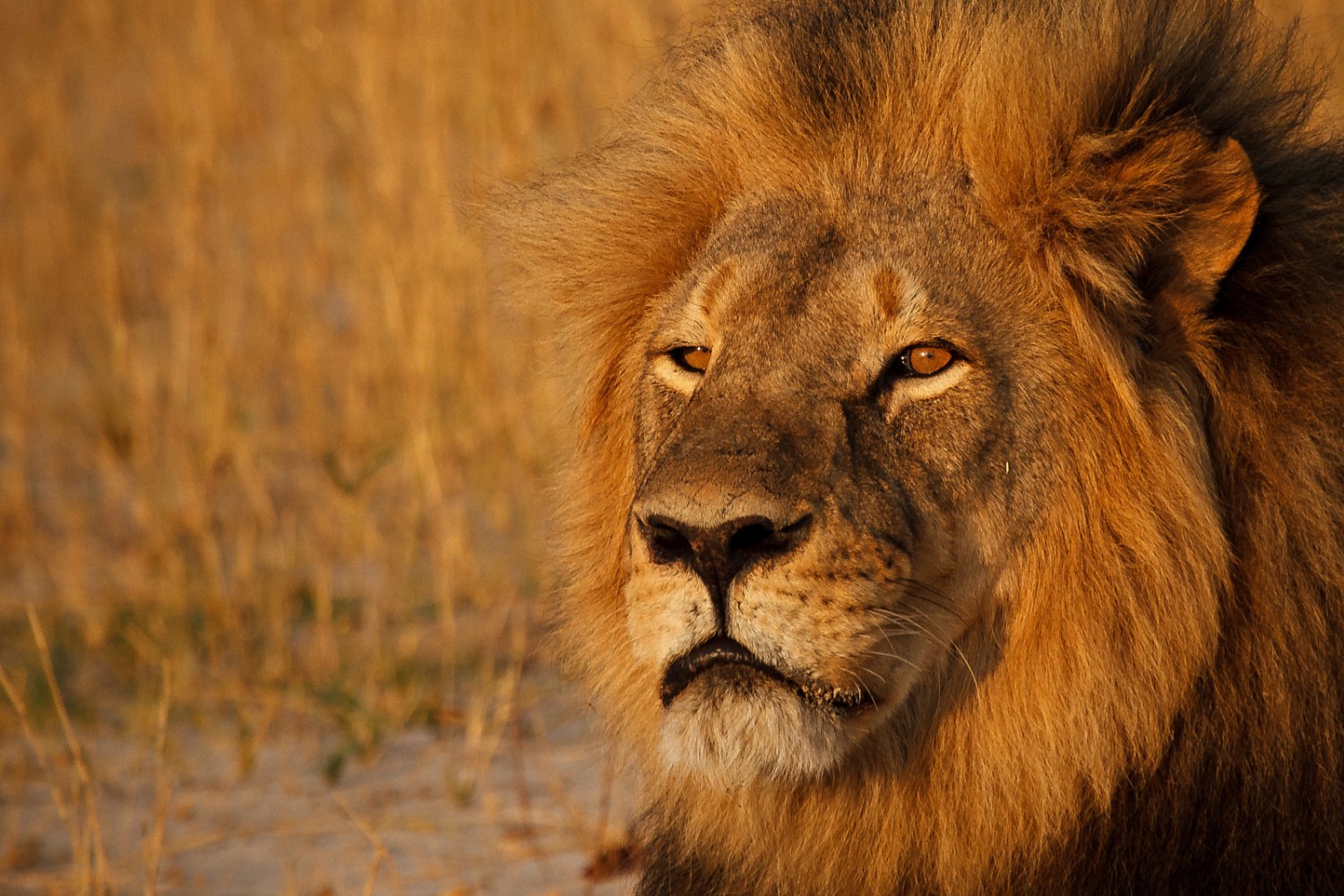 RIP Cecil: 10 Photos of One of the Most Beautiful Lions who Ever Lived