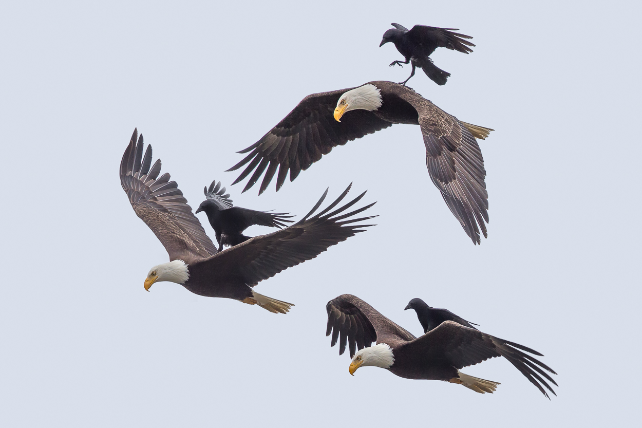 The Story Behind the Incredible Photo of a Crow Riding an Eagle