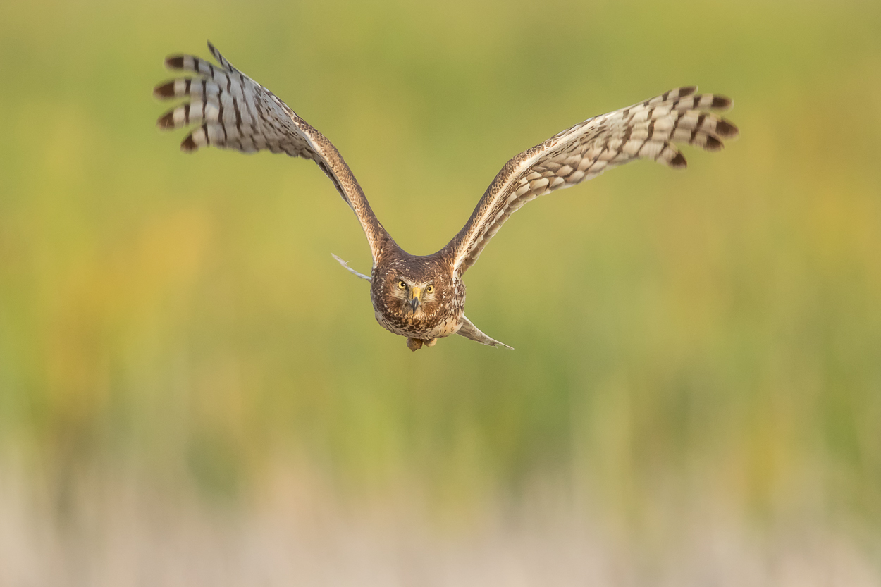 Northern Harrier