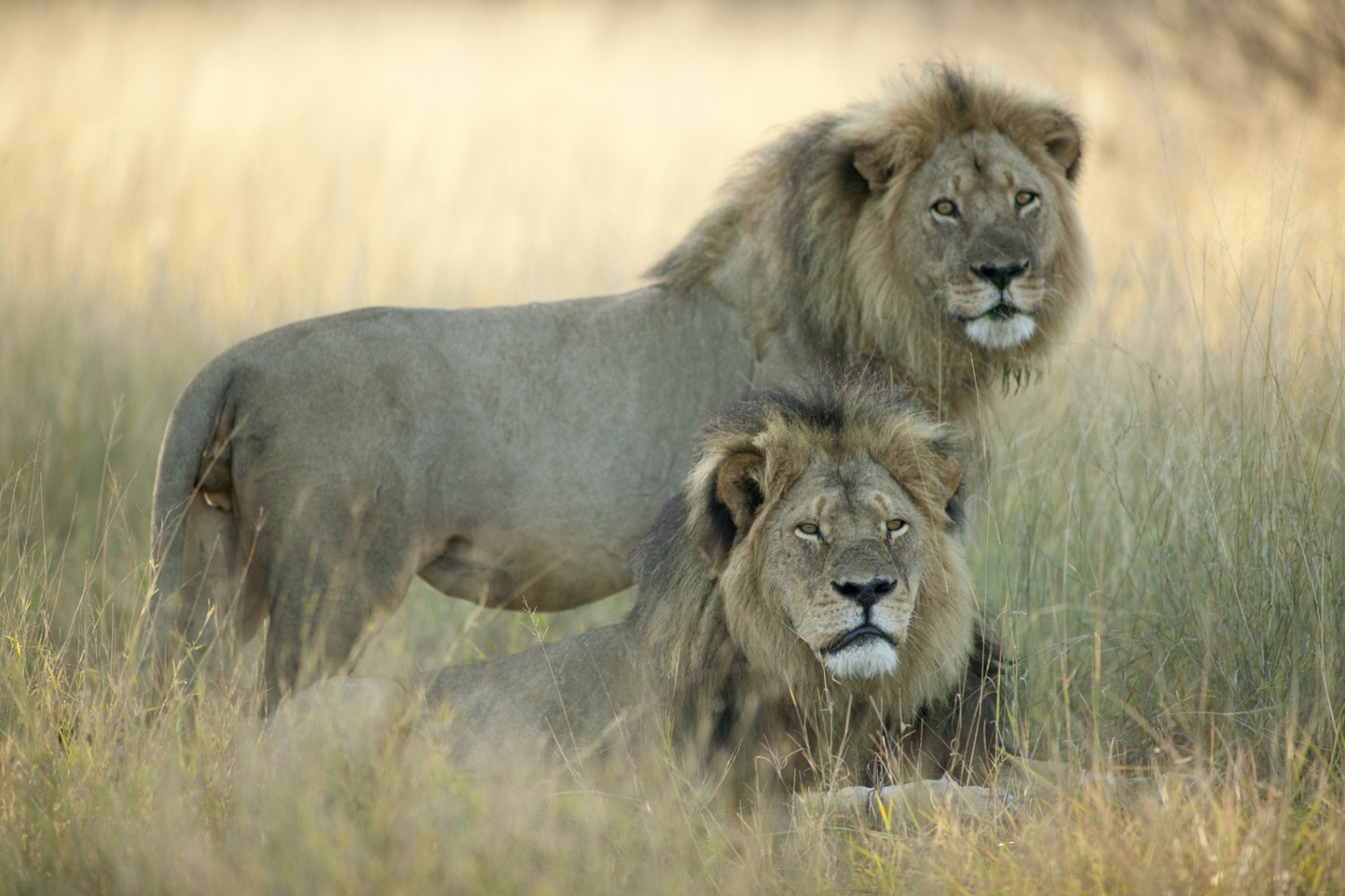 The Last Known Photo of Cecil the Lion, and the Story Behind It