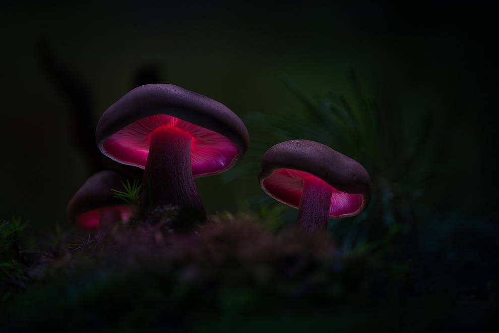 Magic (Looking) Mushrooms: 30 Magical Mushroom Photos