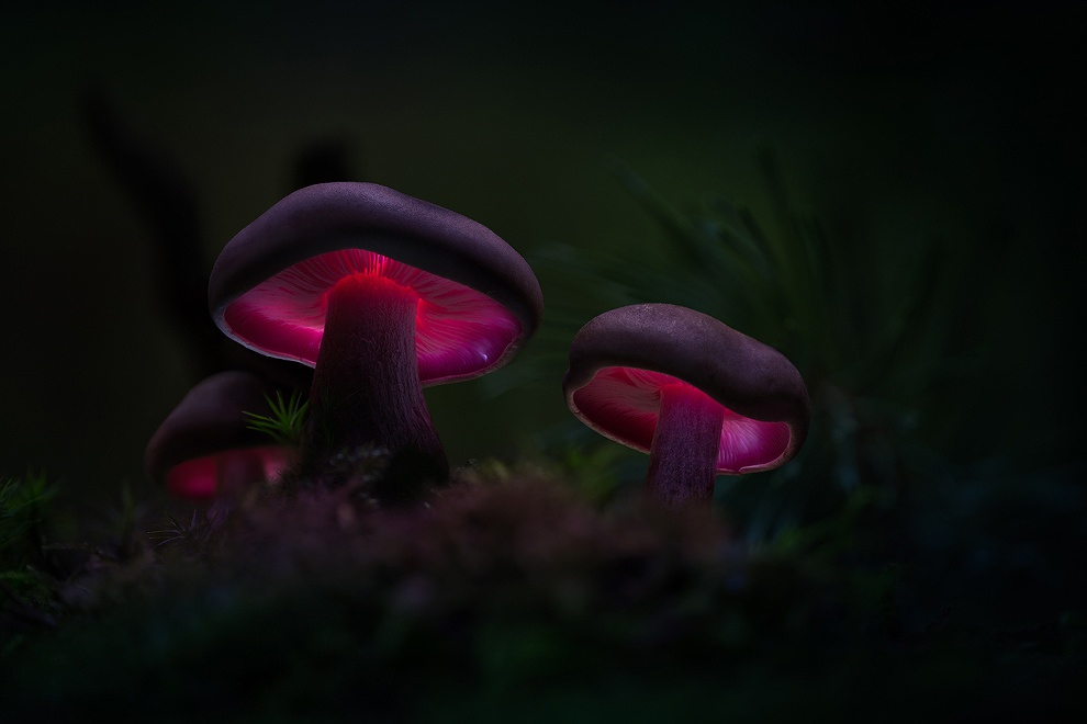 (Looking) Mushrooms: 30 Magical Mushroom Photos - 500px