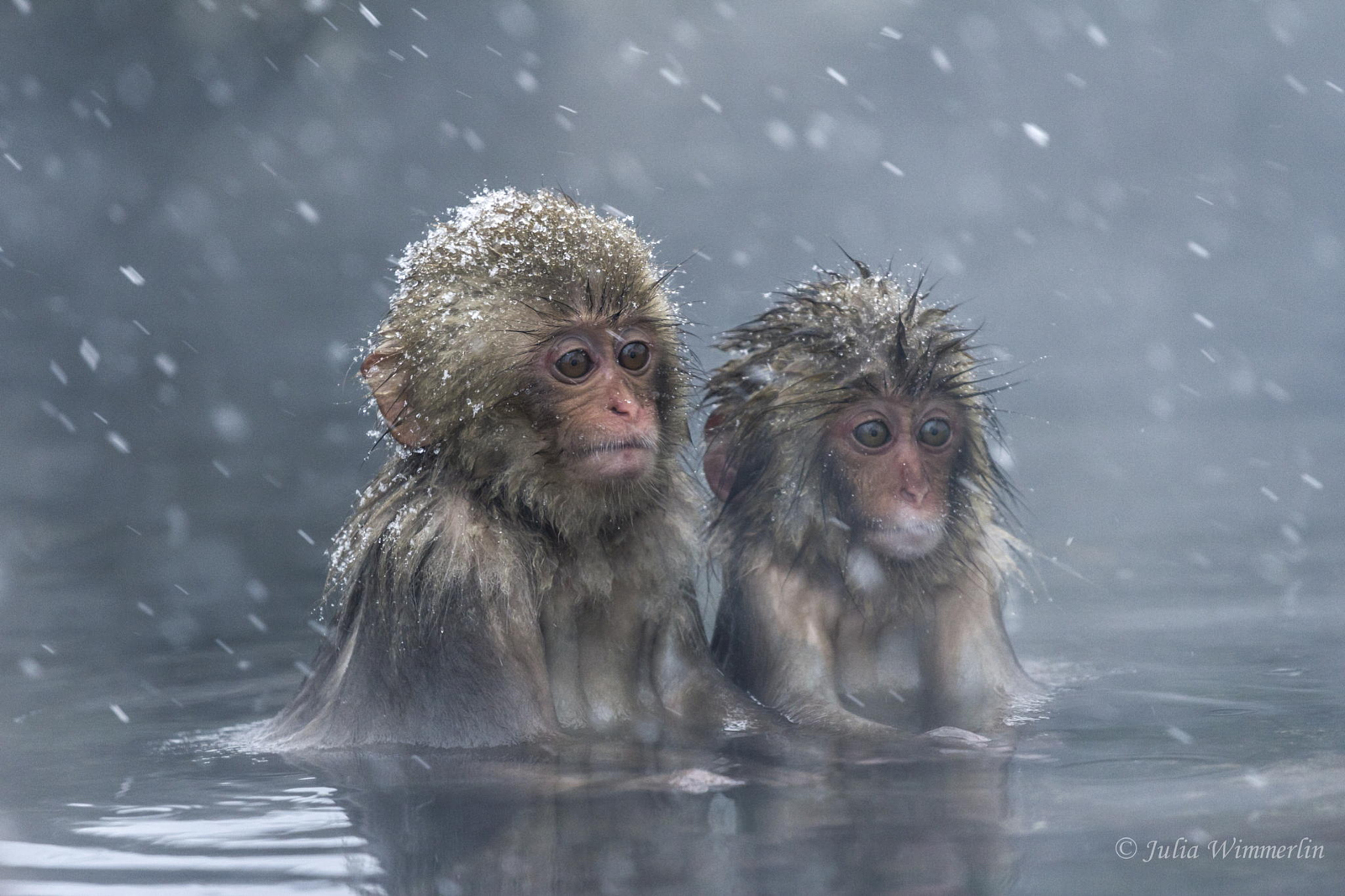 15 Reasons You Should Go Visit the Japanese Snow Monkeys