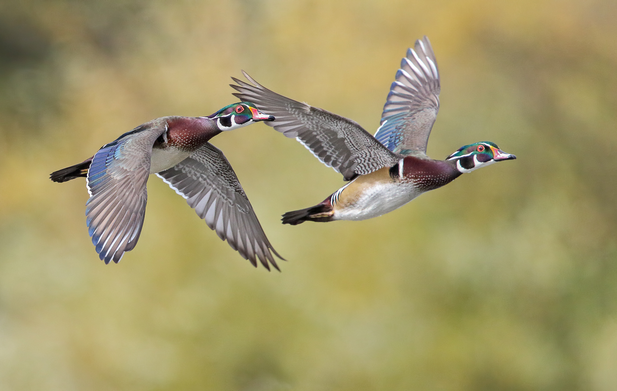 Wood Duck