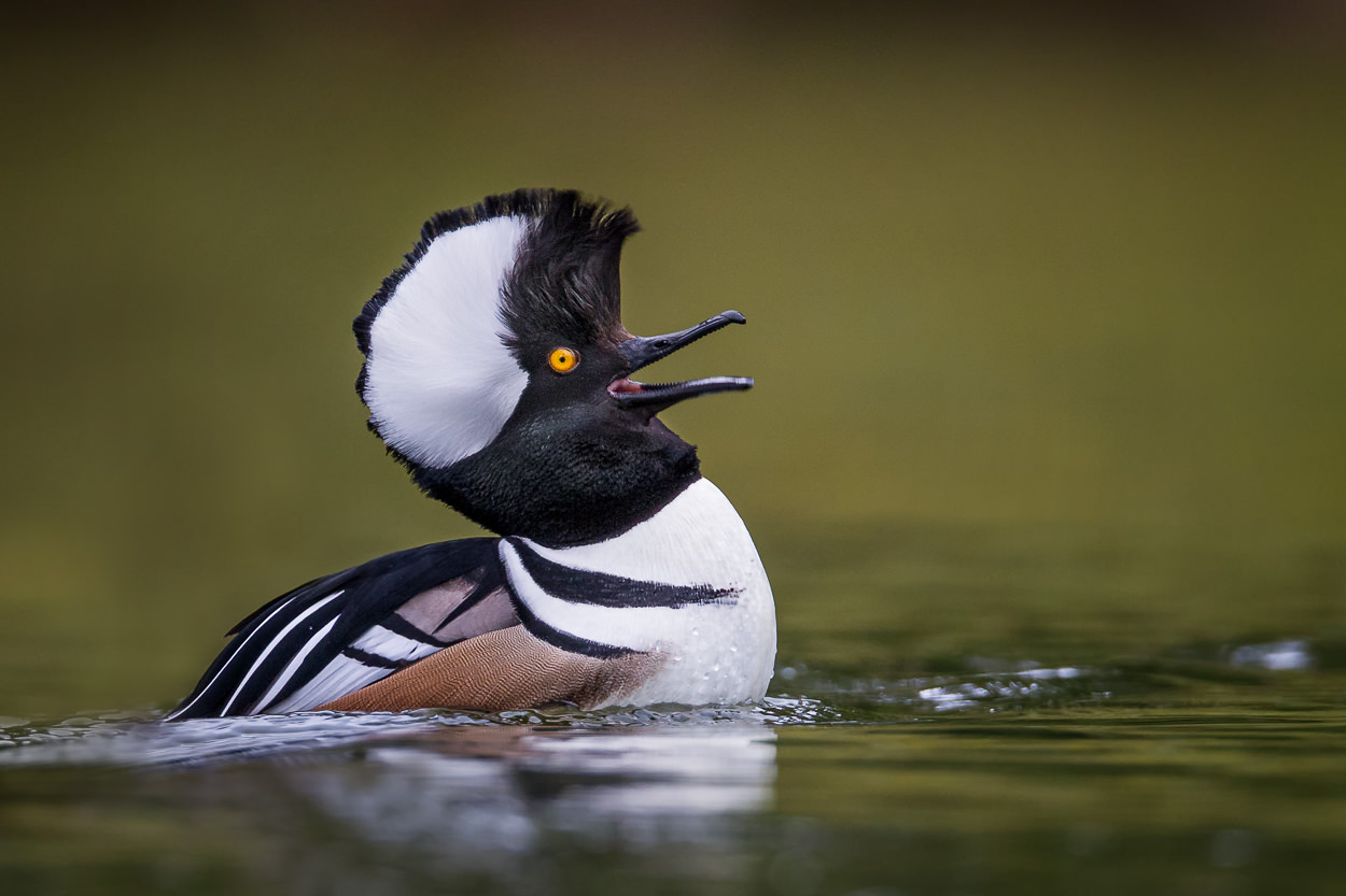 Hooded Merganser