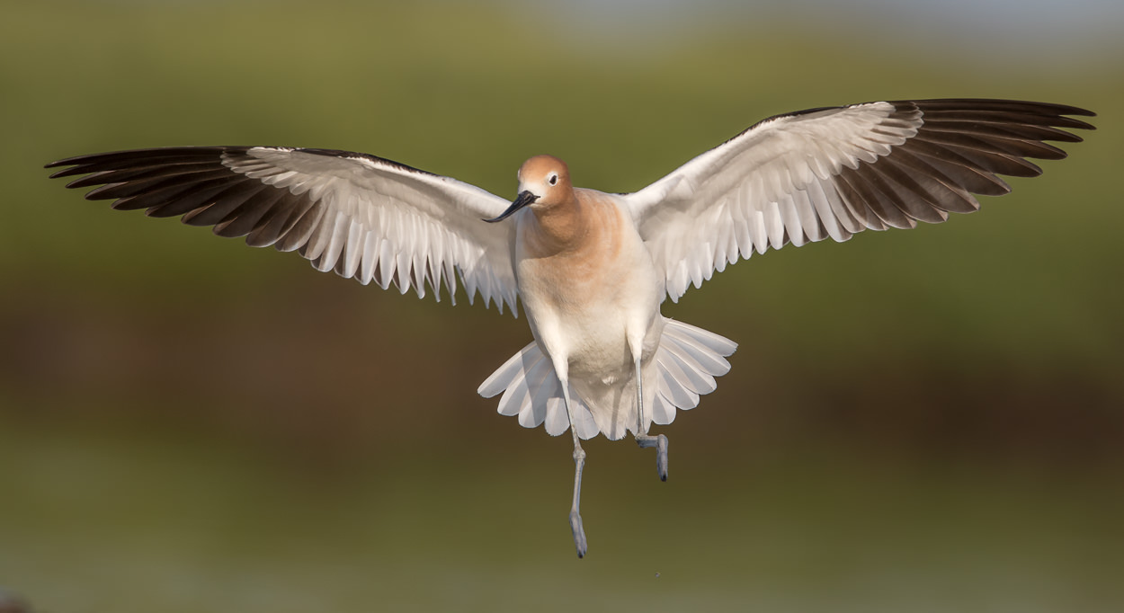 American Avocet