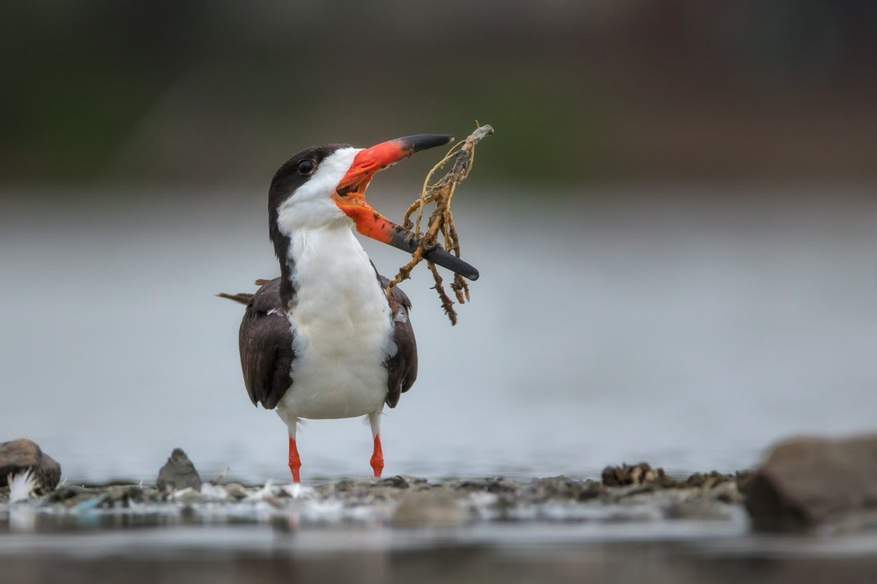 The Ginseng Skimmer