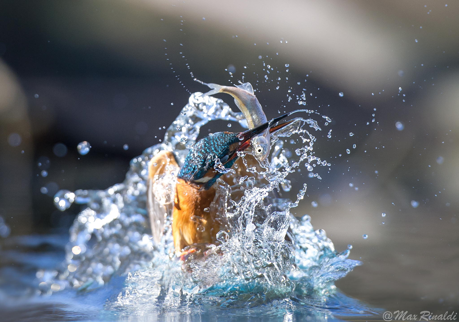 25 National Geographic-Worthy Photos of Kingfishers