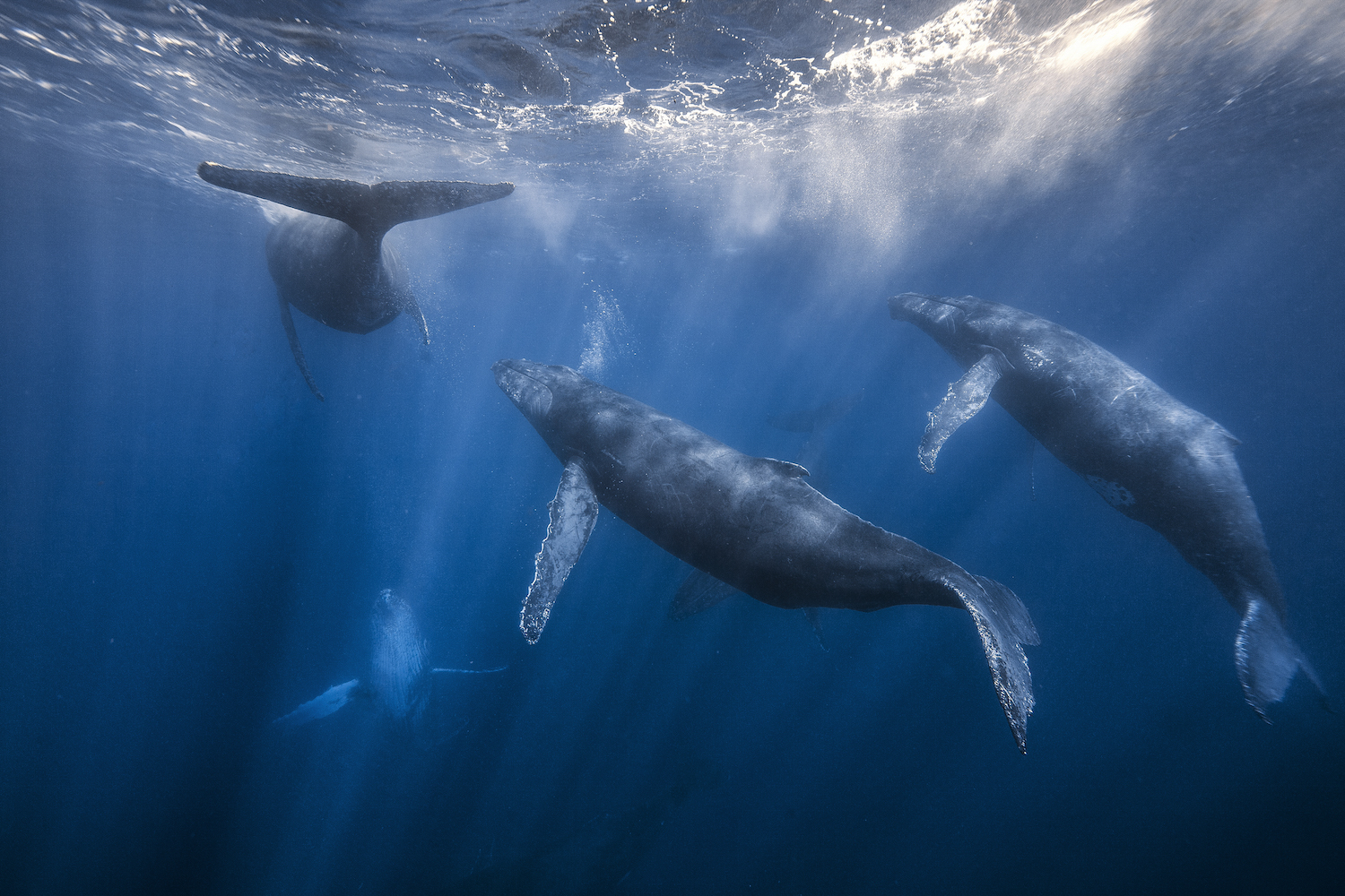 Baleines à bosses