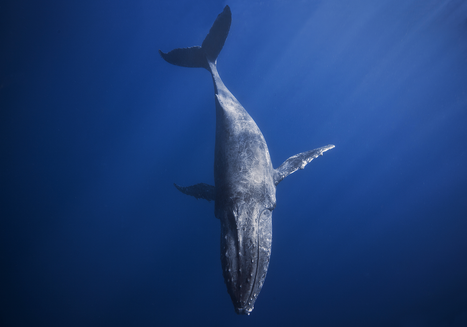 Baleine à bosses