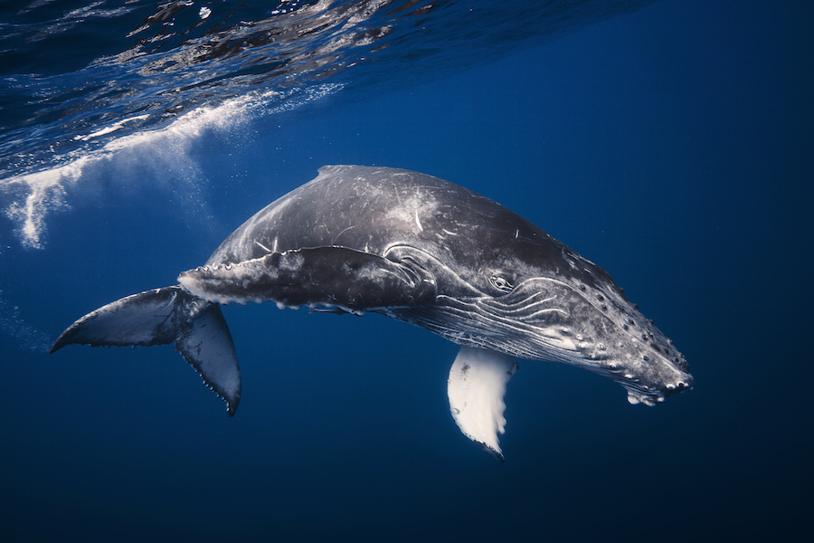 Baleines à bosses