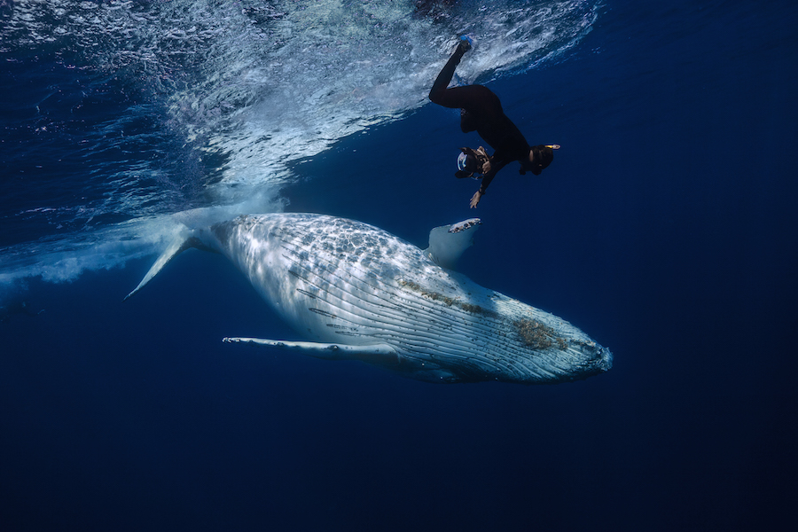 The Stories Behind the Most Breathtaking Whale Photos on 500px - 500px