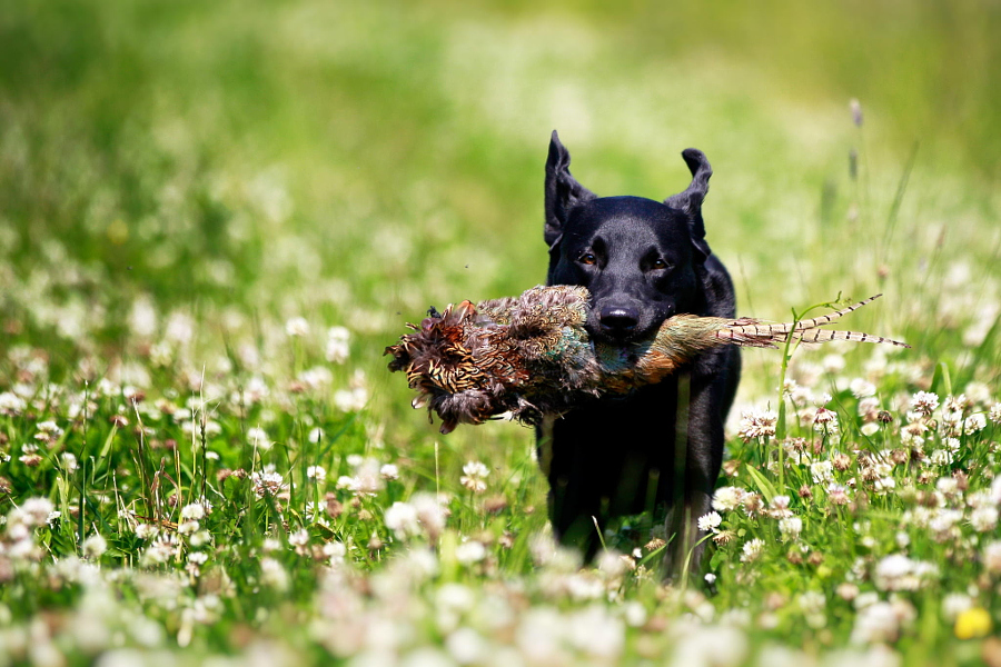 Black Labrador dog with pheasant