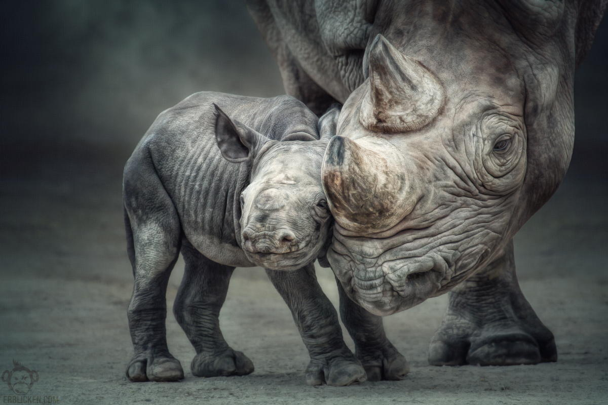 35 Gorgeous Photos of Rhinos in Honor of World Rhino Day