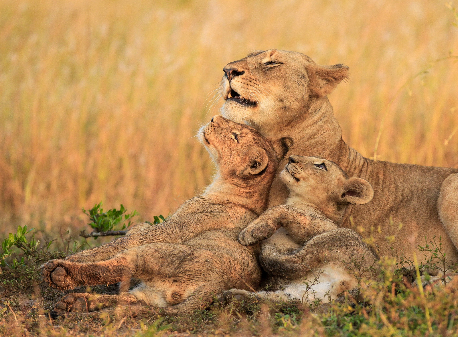 7 Simple Tips for Safely Taking Beautiful  Wildlife  Photos  