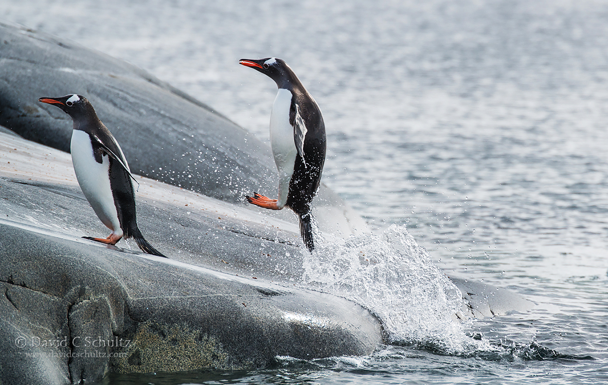 A Day in the Life of Antarctic Photographer David Schultz