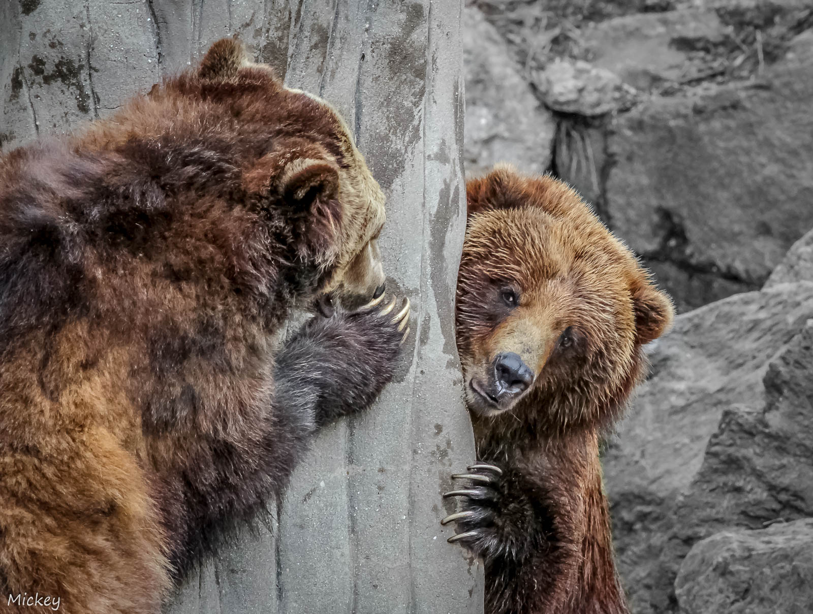 5 Tips for Capturing Beautiful Photos at the Zoo