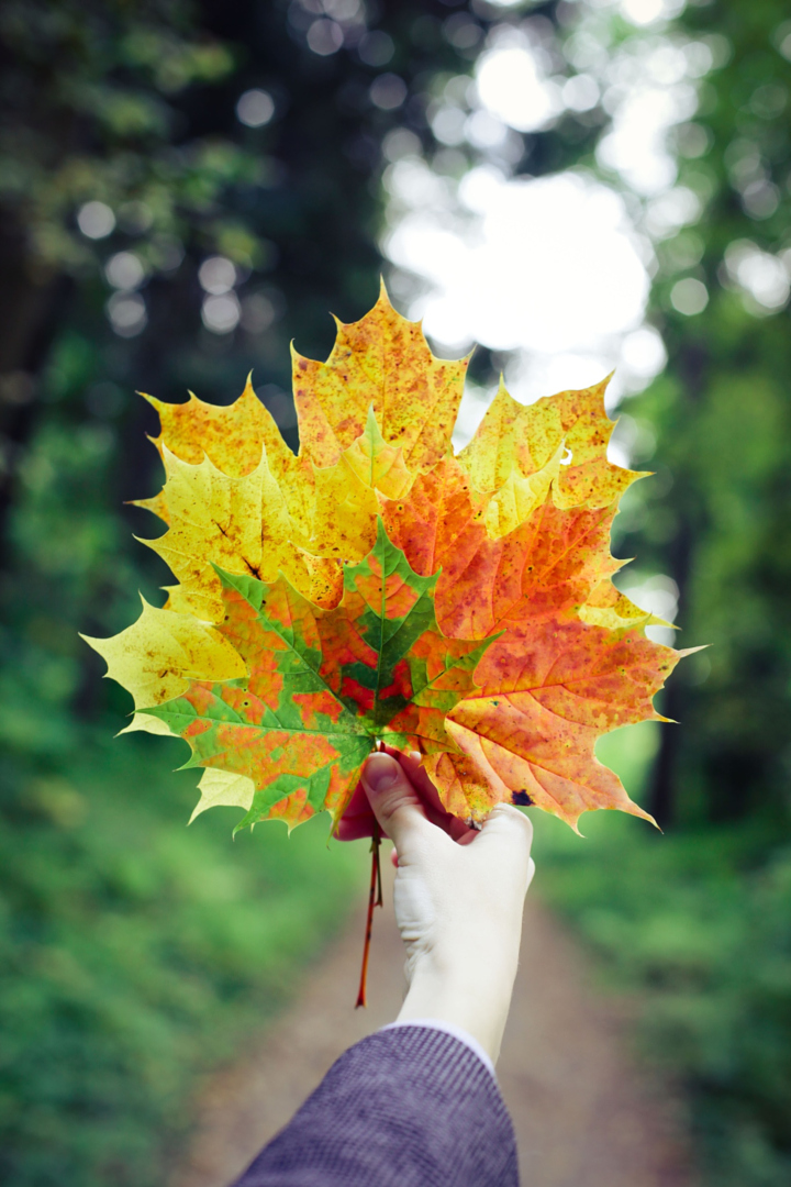 autumn love photography