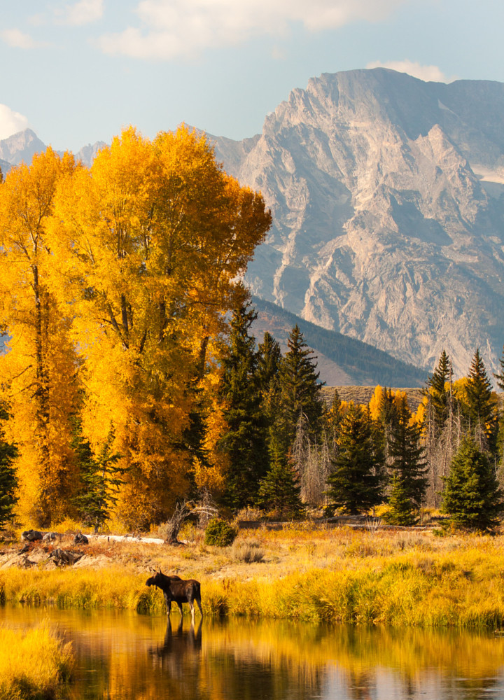 moose in autumn - 500px