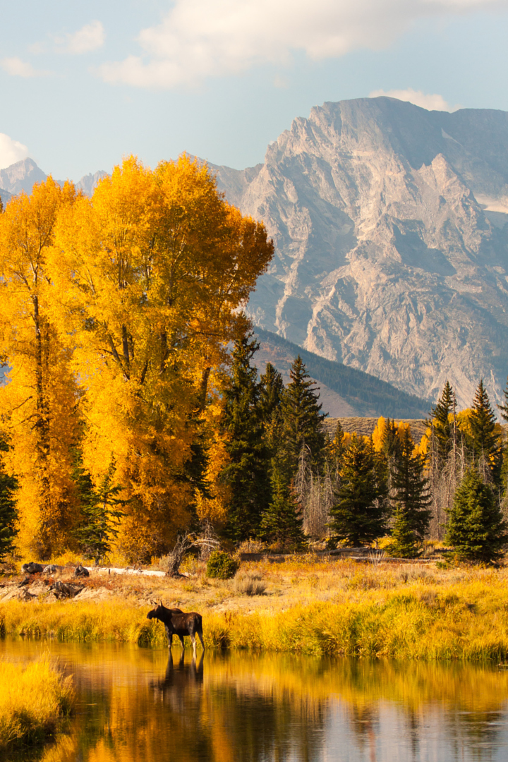 an autumn scene in the rocky mountains featuring a moose in a reflecting stream under an orange forest