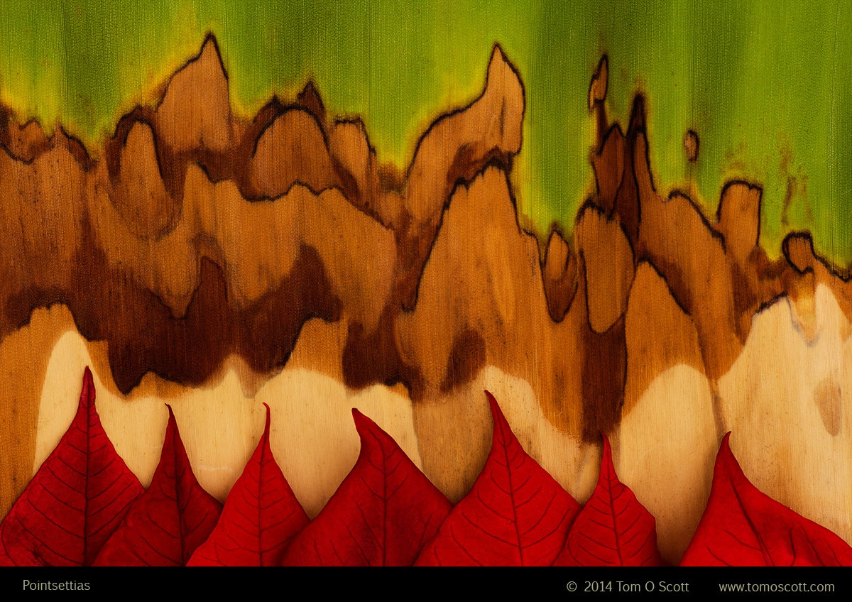 500px NEXT: Incredible Abstract Photography by Tom Scott