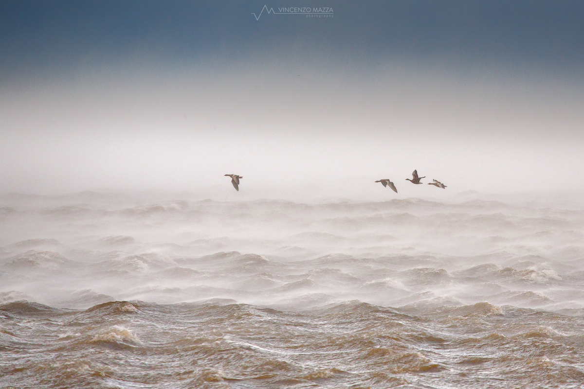 group-of-greylag-geese-flying