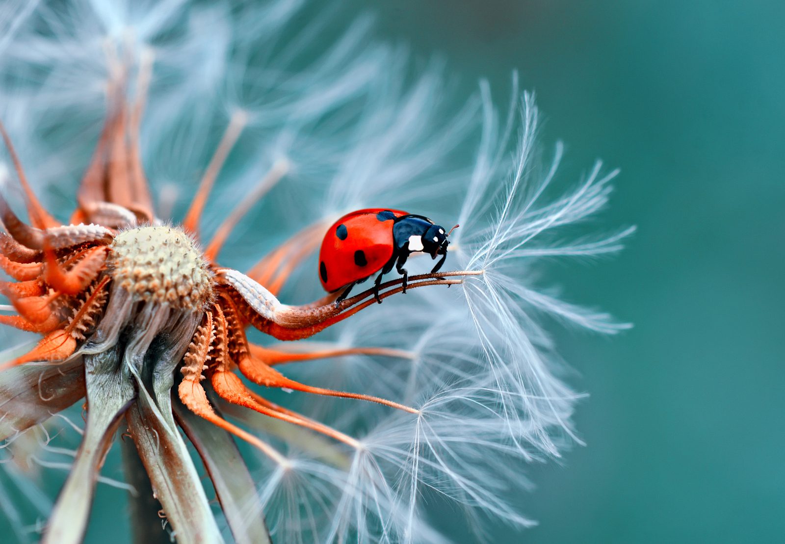 Best of 2015: Top 10 Macro Photos