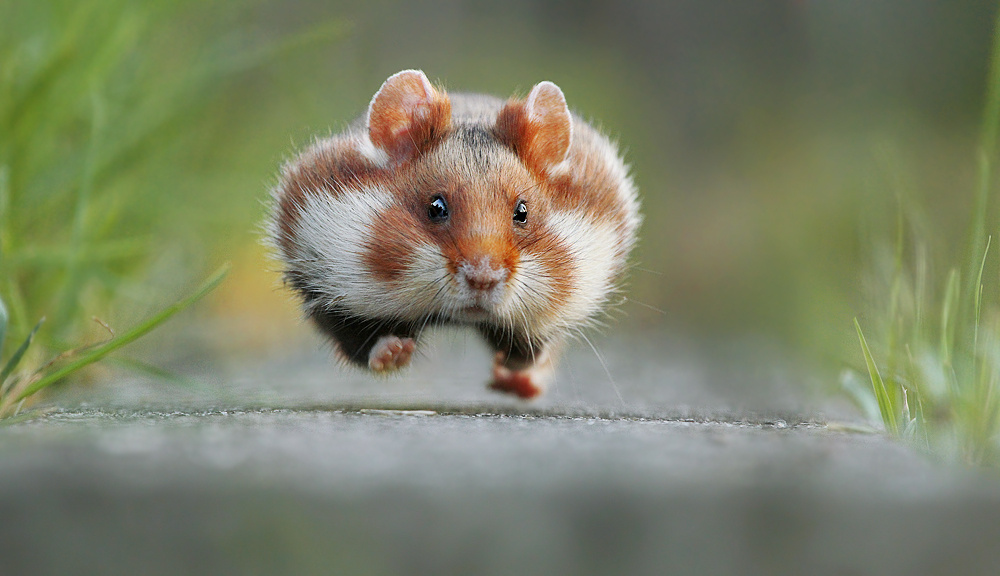 500pxer Takes the Top Prize at Comedy Wildlife Photography Awards!