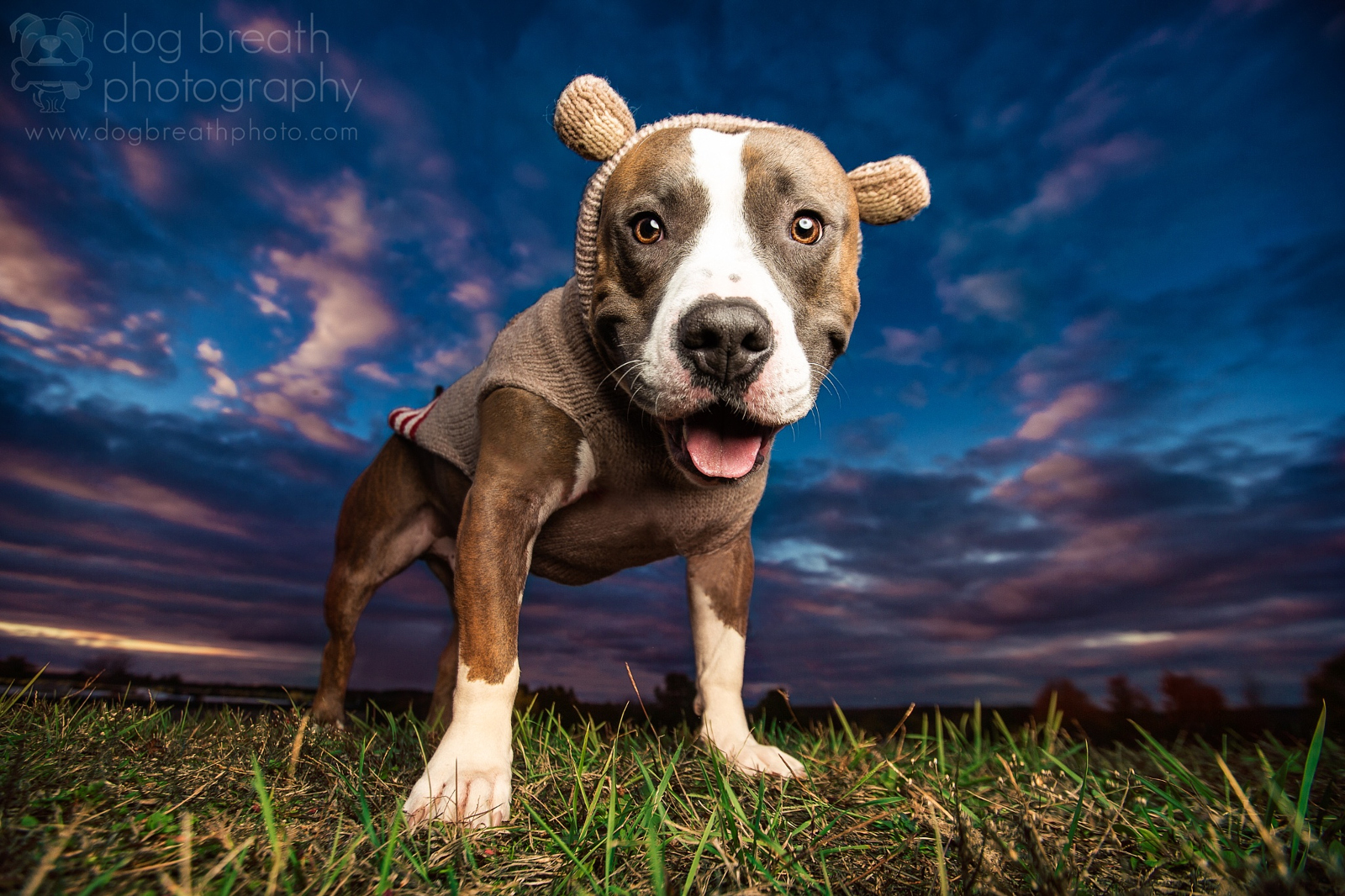 Meet One of the Best Dog Photographers on 500px... and in the World