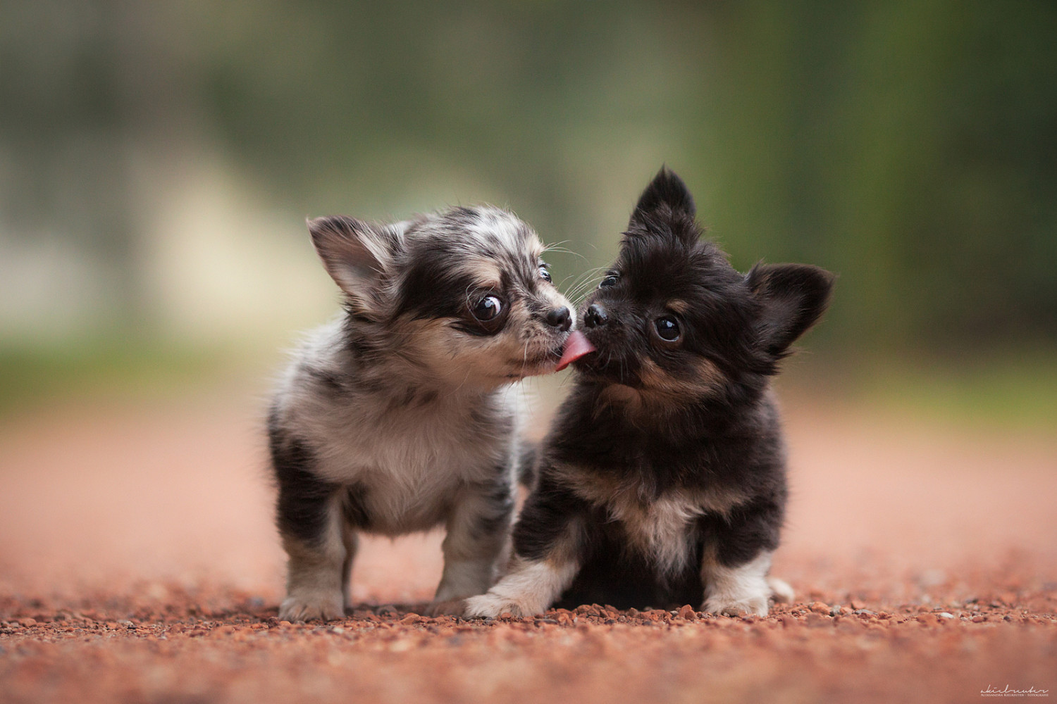 21+ Adorable Puppy Images & Photos on 500px