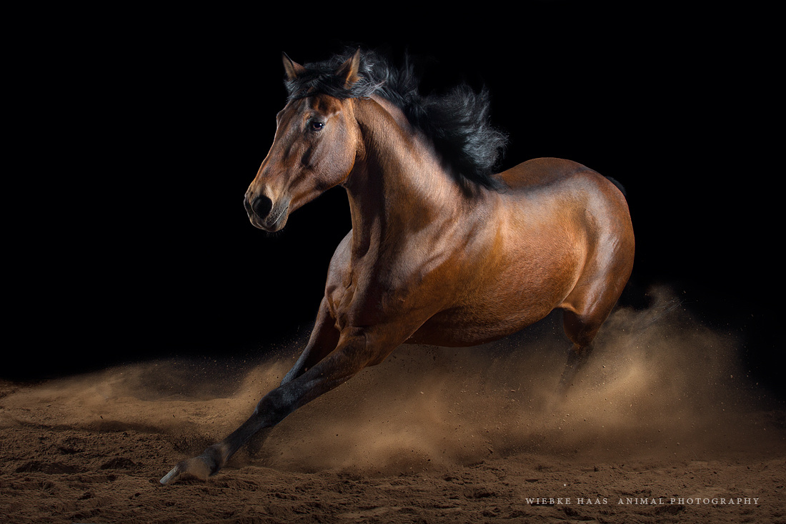 Beautiful Horse Photography