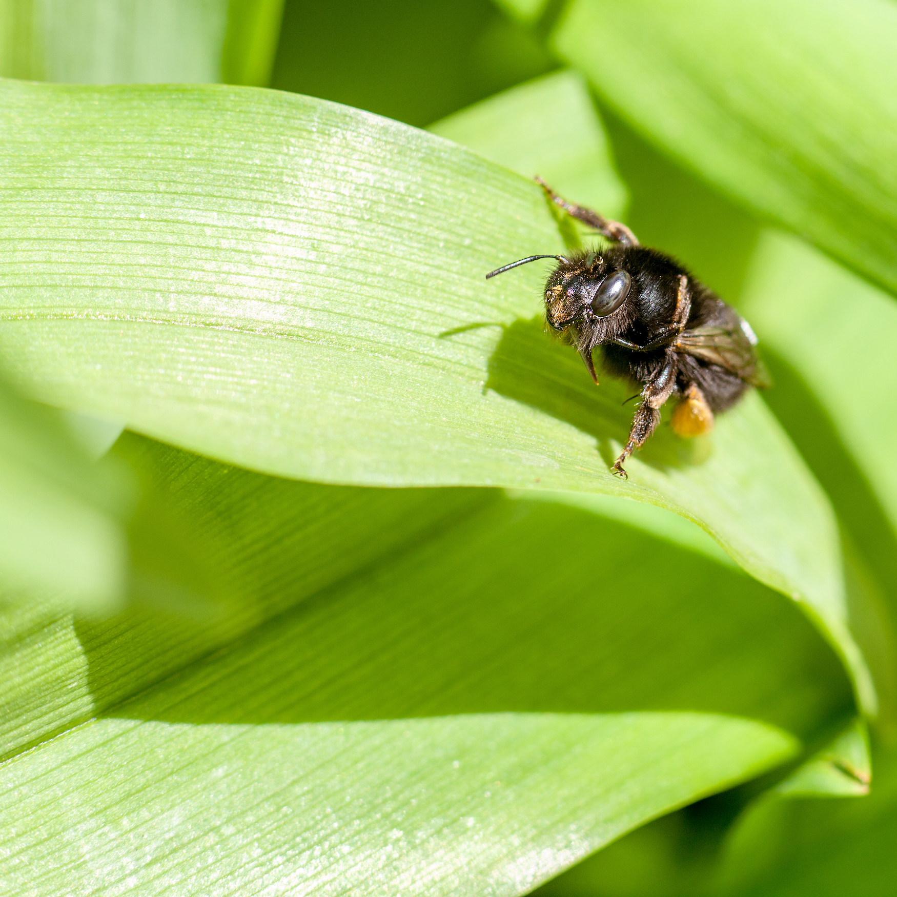 macro-photography - Bee Looking at Me