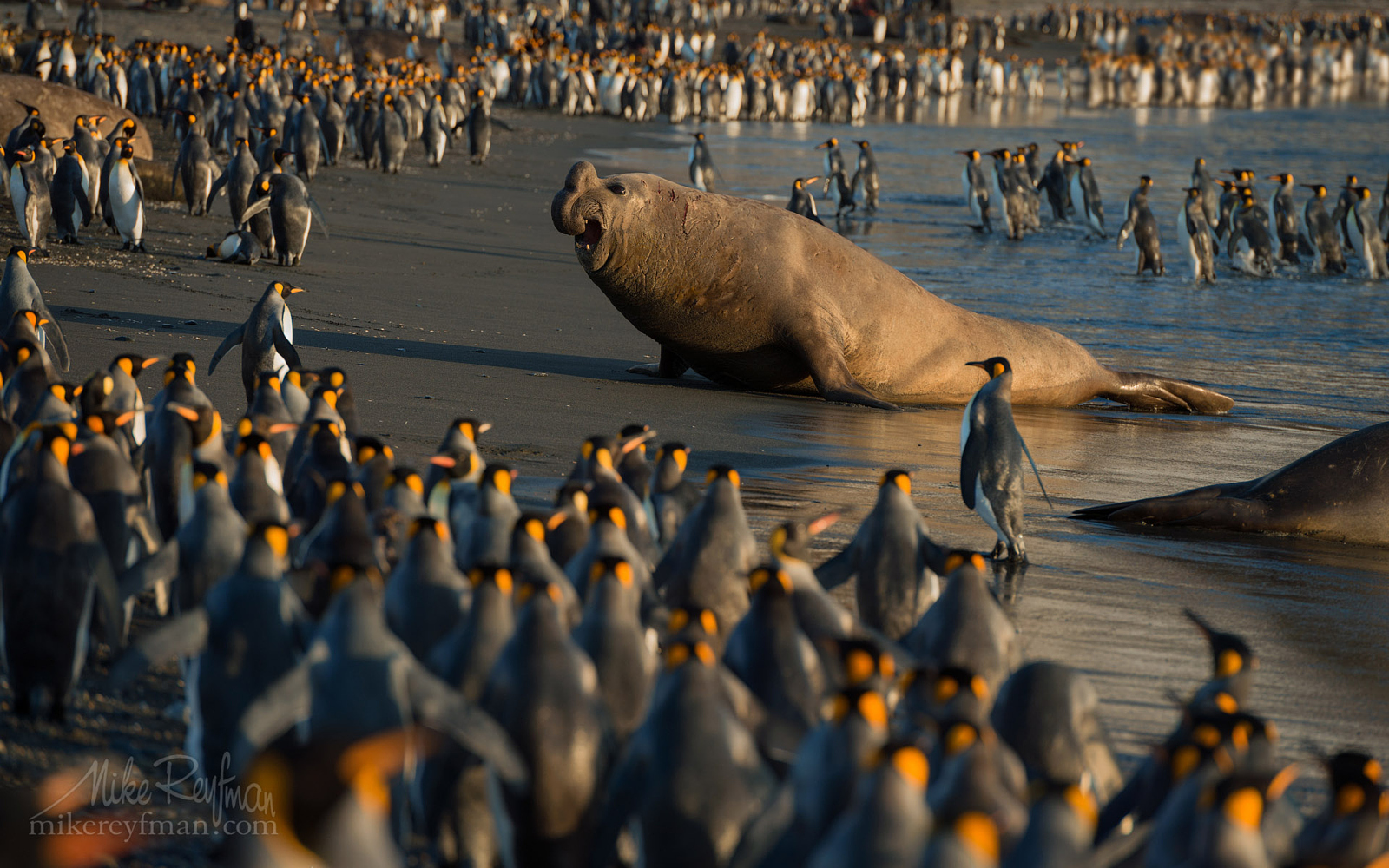 Top 20 Wildlife Photos on 500px So Far This Year