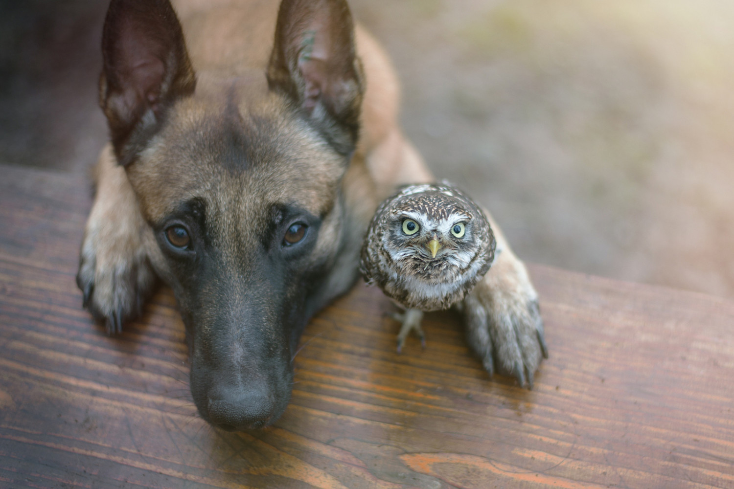 Big and Small, Together at Last: 17 Adorable Animal Photos