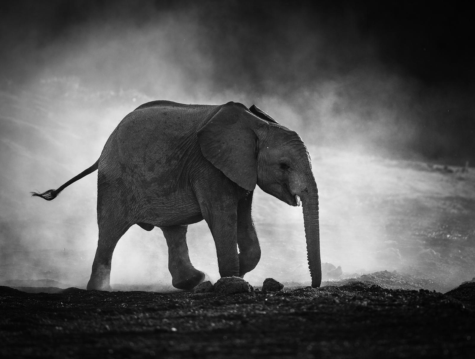 elephant photography black and white