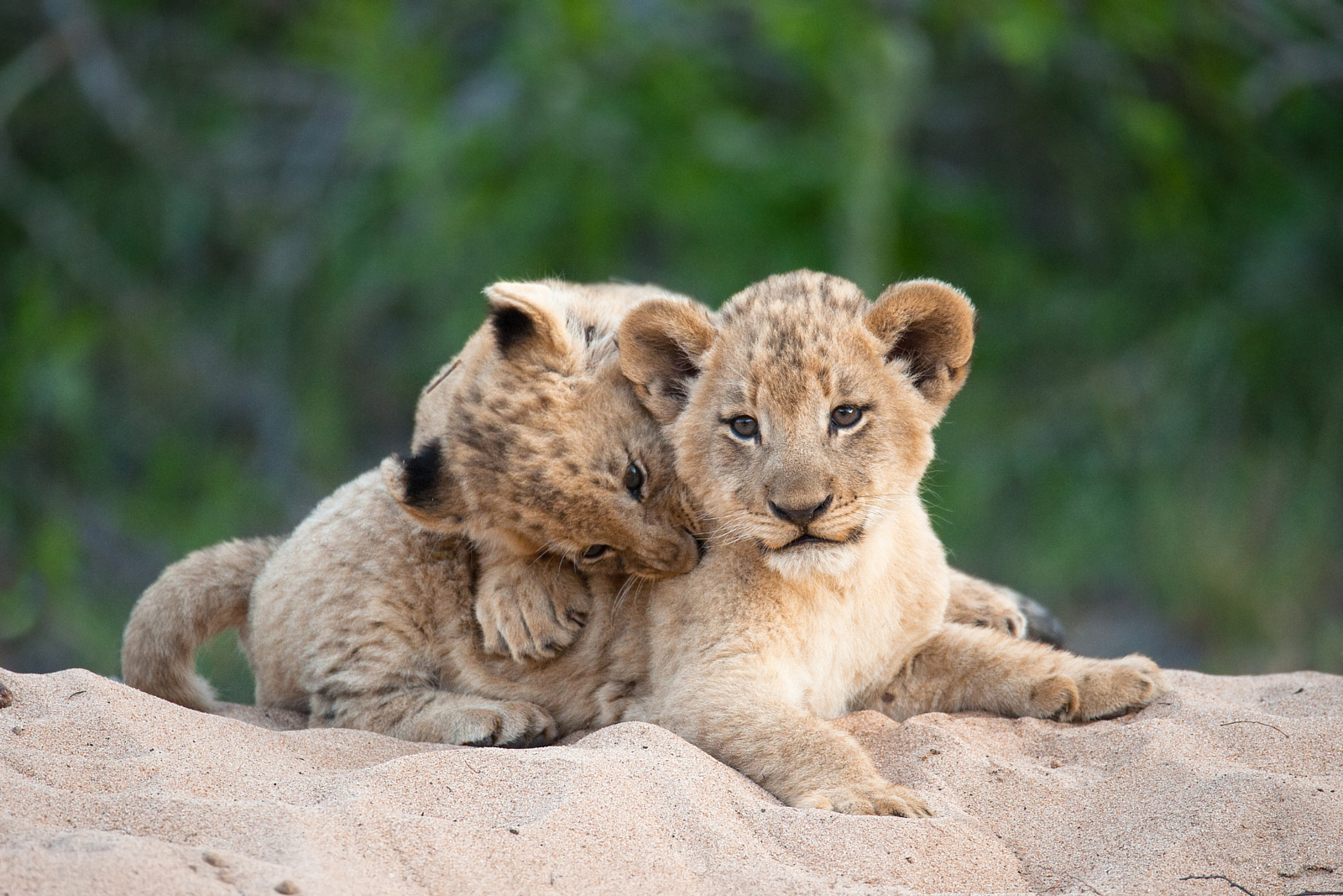 30 Cute Baby Animal Photos Found In The Wild