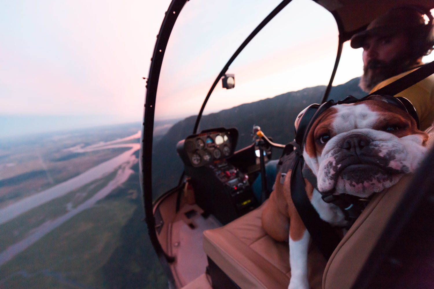 Flying with Mr Bentley the Dog by Rishad Daroowala