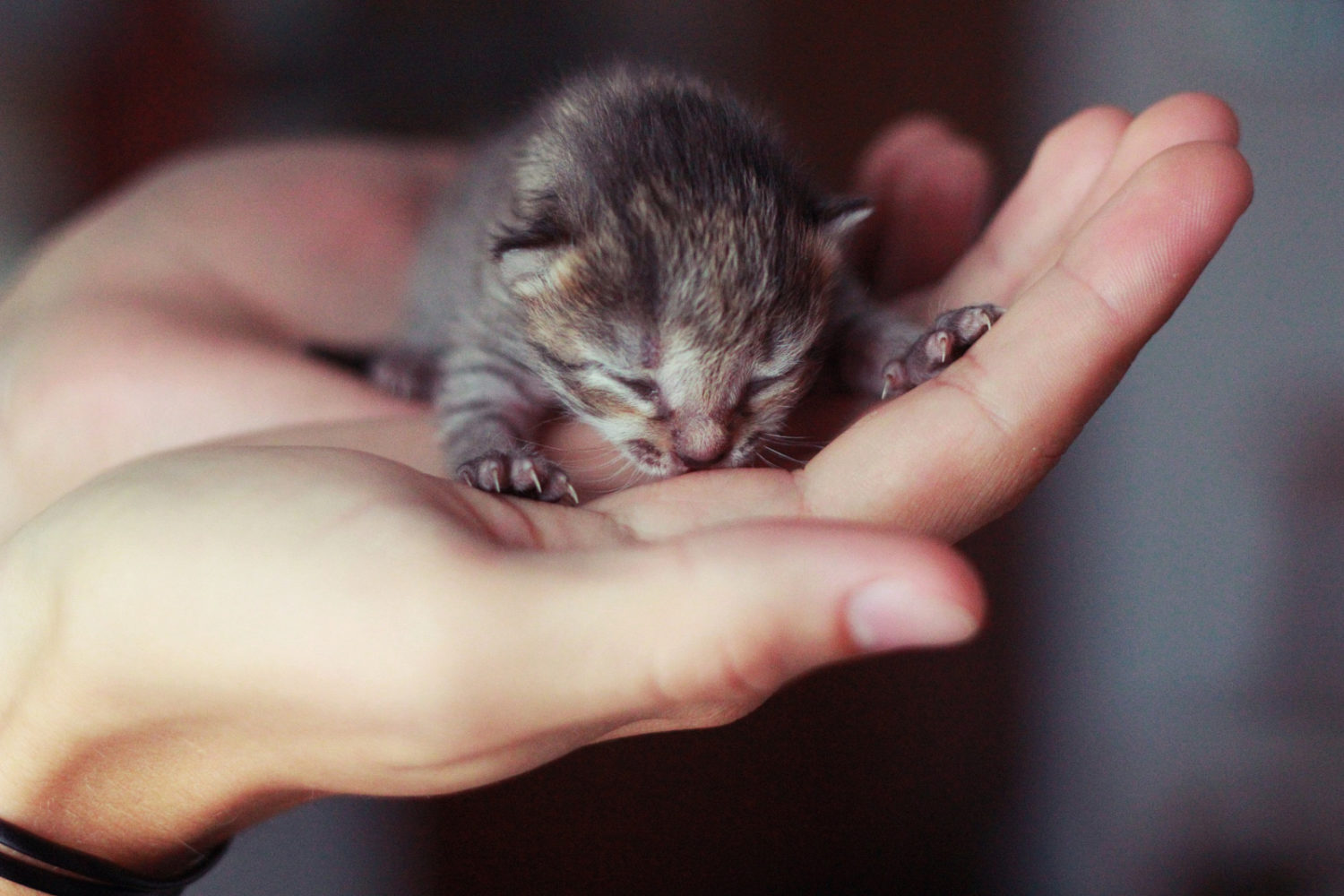 The smallest kitten in the world animalbabies.me