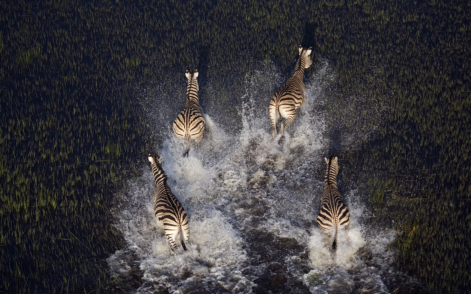 17 Amazing Aerial Photos That Capture Animal Herds In Action
