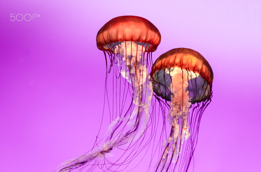 500px Photo ID: 69178903 - Jelly fish dance and coordination.