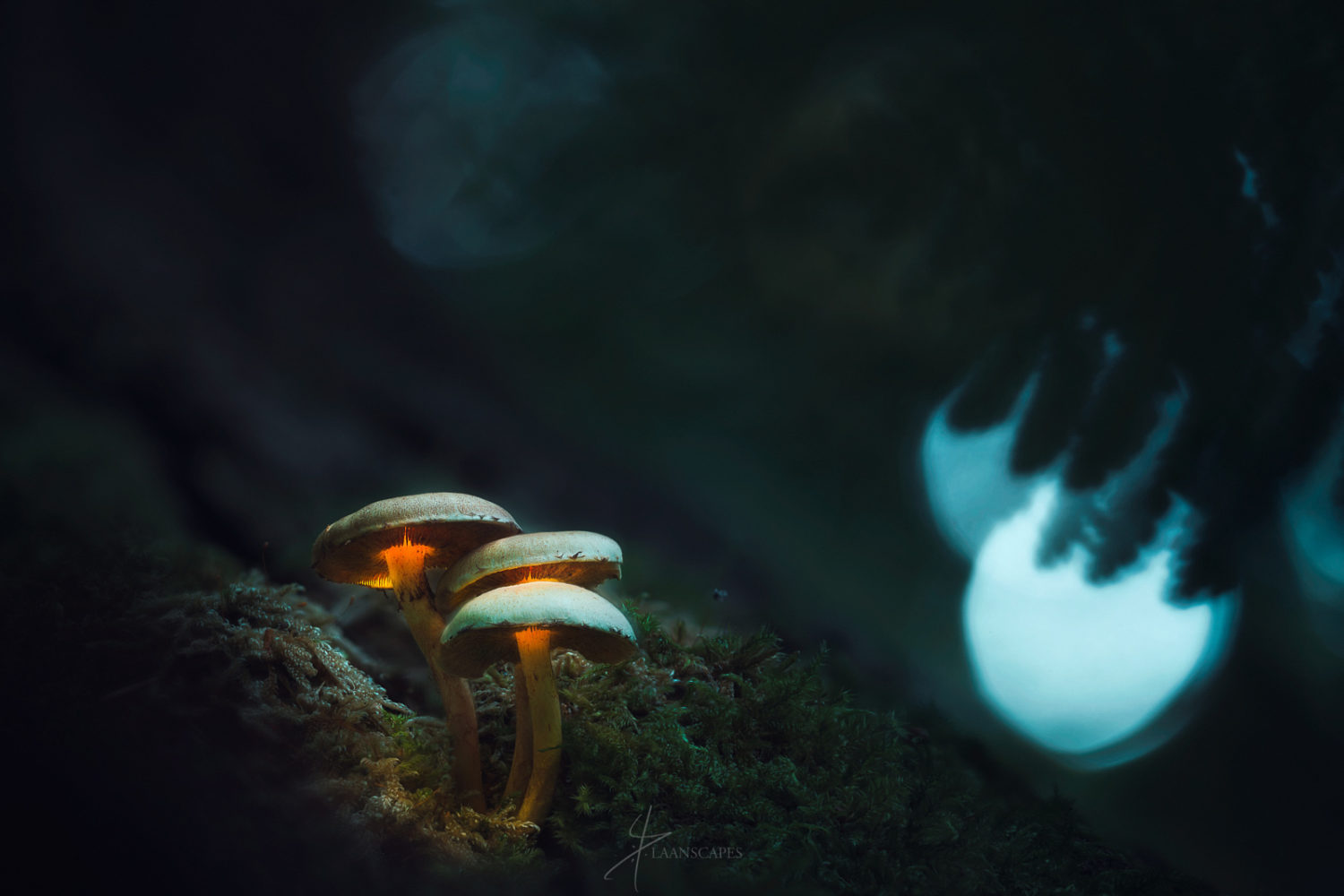 Tutorial: How To Photograph & Process Mushrooms That Glow