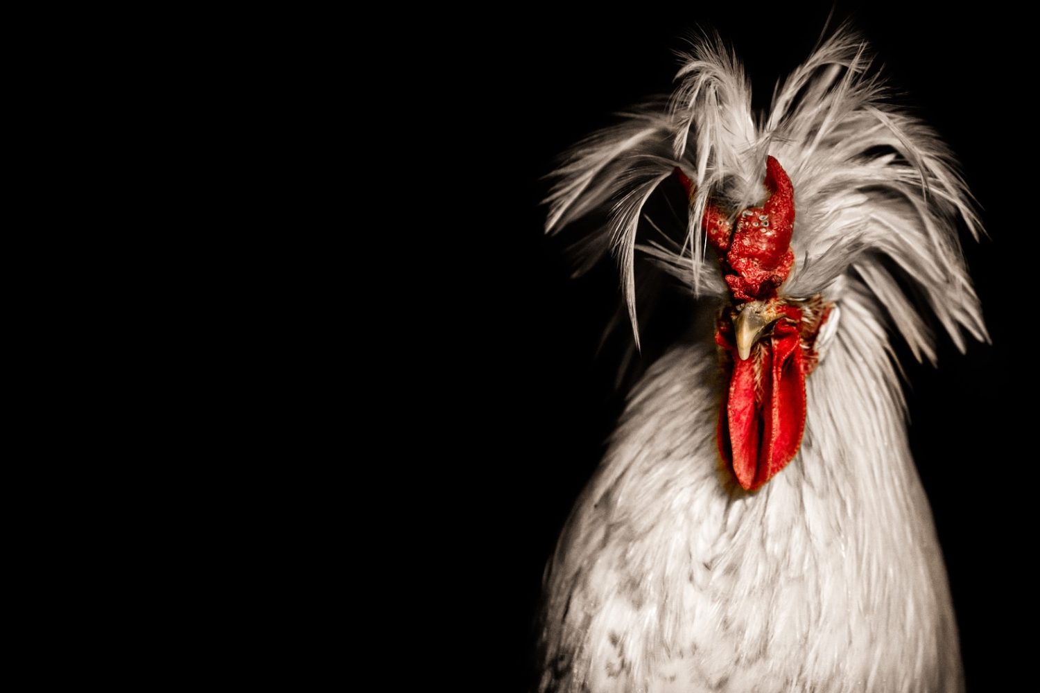 Regal Rooster Photos to Ring in the Lunar New Year!
