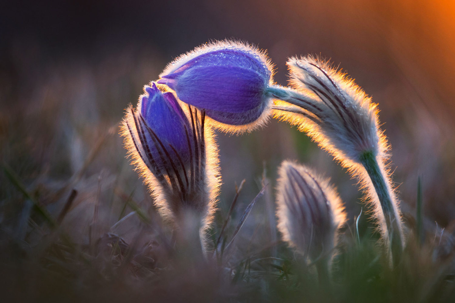 9 winning photos that perfectly combine light and nature