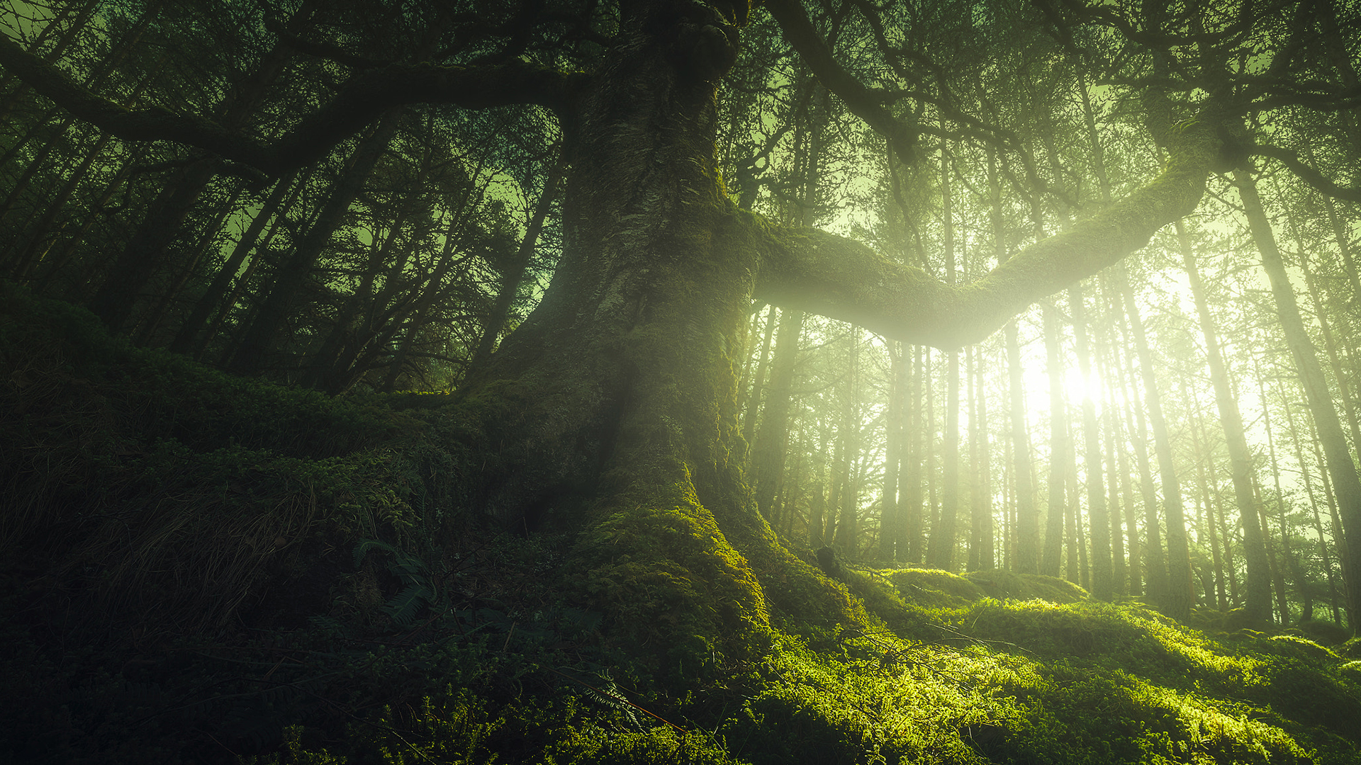 How to capture epic wide-angle photos of trees