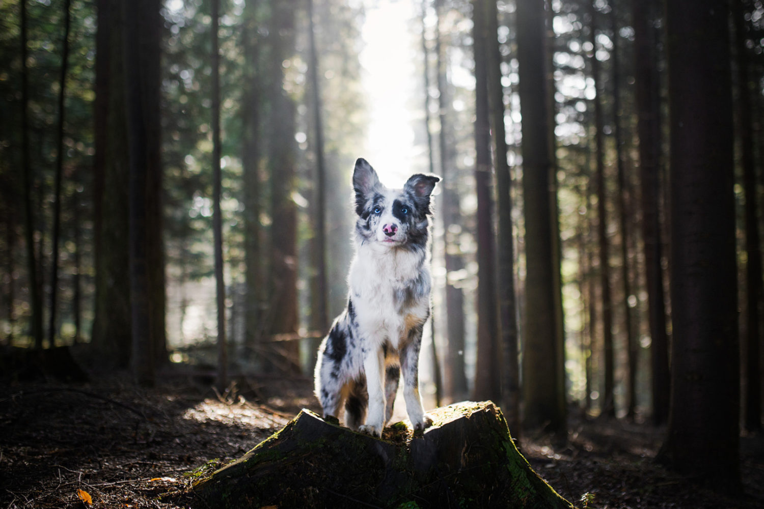 Expert tips to help you take the perfect dog photo