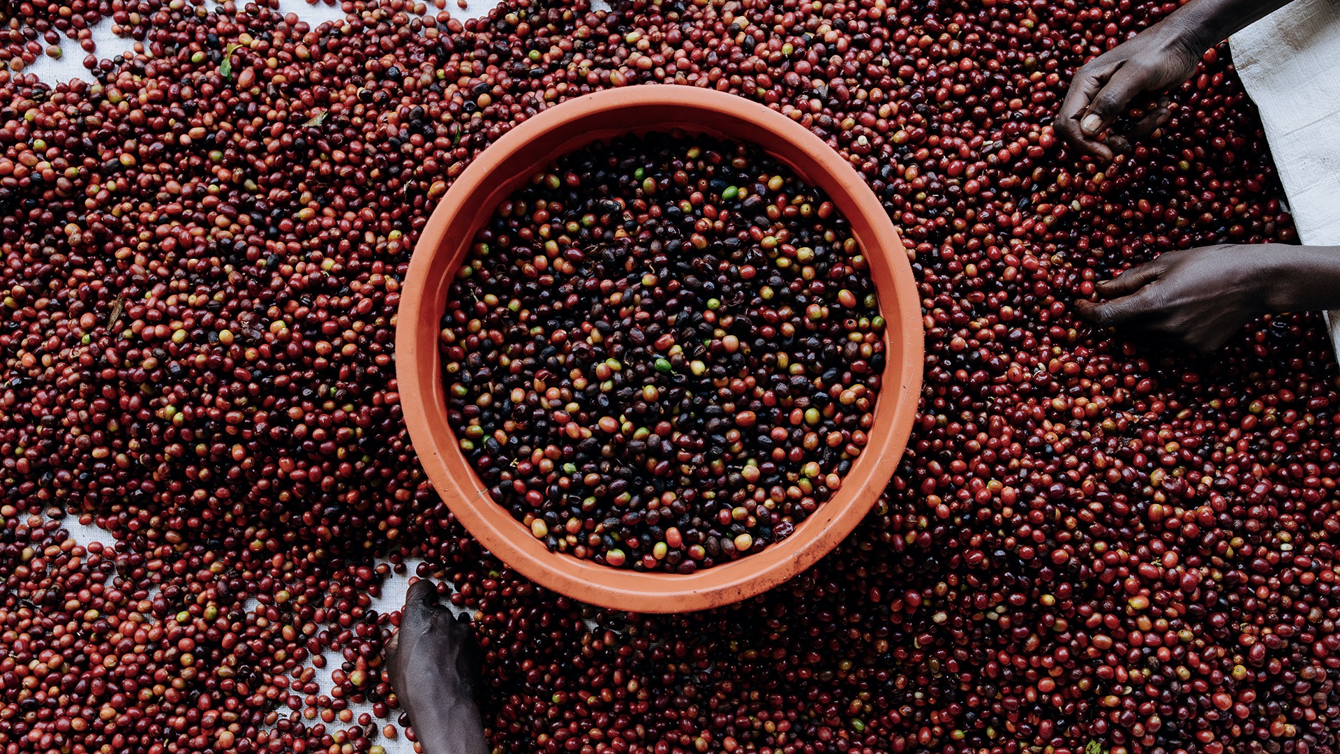 Licensing Contributor Aidan Campbell on documenting the coffee production process in Rwanda