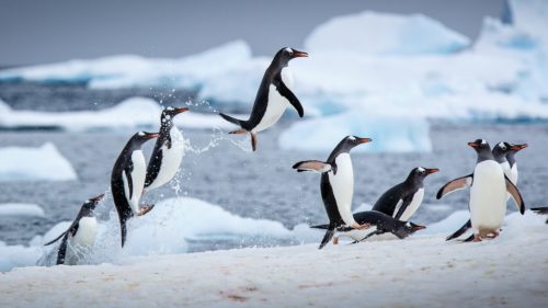 Penguins jumping in the air on a glacier
