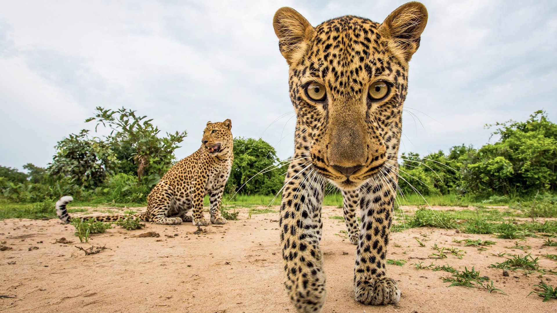 Playful-Leopard-Cub-By-Will-Burrard-Luca